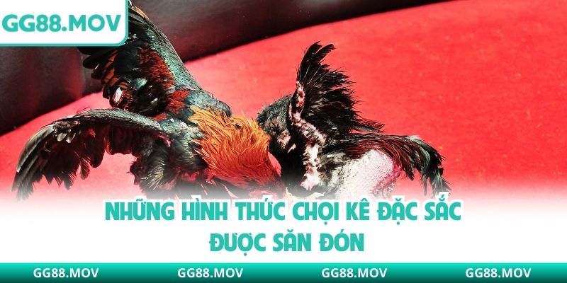 Những hình thức chọi kê đặc sắc được săn đón